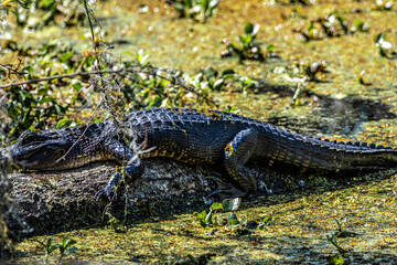 ALLIGATOR 