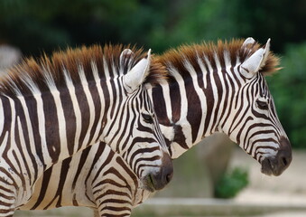 Naklejka premium シマウマ