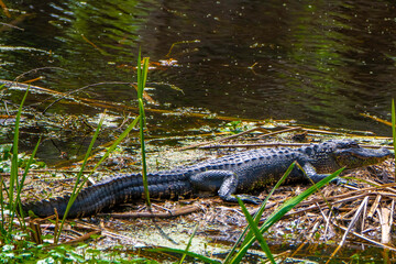 ALLIGATOR 
