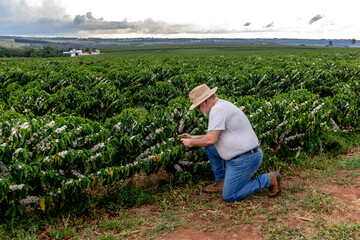Middle-aged farmer analyzes the flowering of a coffee plantation background, in Brazil