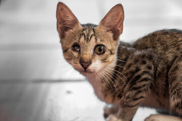 close up of one-eyed cat