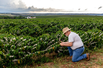 Middle-aged farmer analyzes the flowering of a coffee plantation background, in Brazil