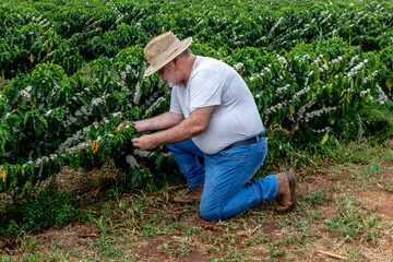 Middle-aged farmer analyzes the flowering of a coffee plantation background, in Brazil