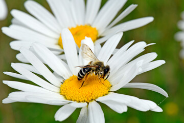 Yellow Legged Mining Bee // Gemeine Sandbiene, Gewöhnliche Bindensandbiene (Andrena flavipes)