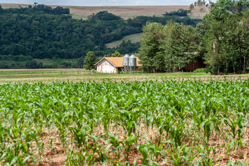 Fototapeta na wymiar small silo for grain storage in the background, with blurred corn plantation in the foreground, in Brazil