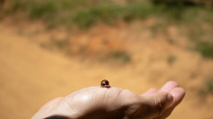 person holding a bug