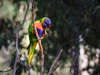 Lorikeet Head Forward