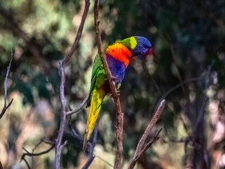 Lorikeet Head Forward