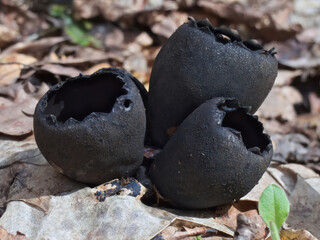 Devil's Urn (Urnula craterium) mushrooms