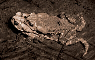 frog couple under water