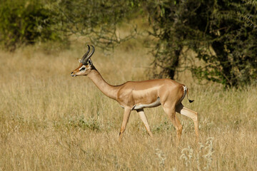 Male gerenuk walking, Samburu Game Reserve, Kenya