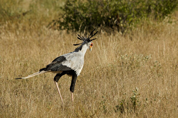Secretary bird hunting in grass, Samburu Game Reserve, Kenya