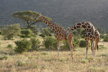 Male reticulated giraffe nuzzling female before mounting, Samburu Game Reserve, Kenya