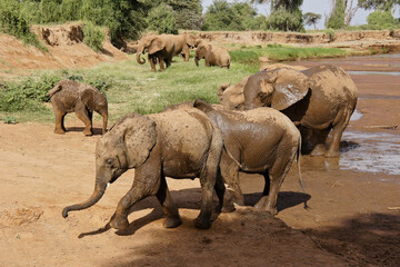 Elephants enjoying mud bath at Ewaso (Uaso) Nyiro River, Samburu Game Reserve, Kenya
