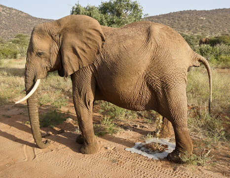 Elephant urinating in road, Samburu Game Reserve, Kenya