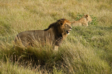 Obraz na płótnie Canvas Male and female lions in grass, Masai Mara Game Reserve, Kenya