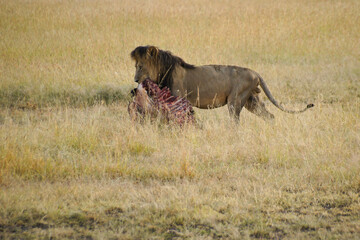 Male lion carrying ribcage of carcass, Masai Mara Game Reserve, Kenya