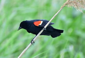 Red wing blackbird perched