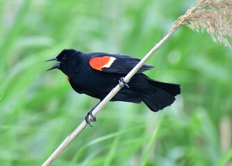 Red wing blackbird perched