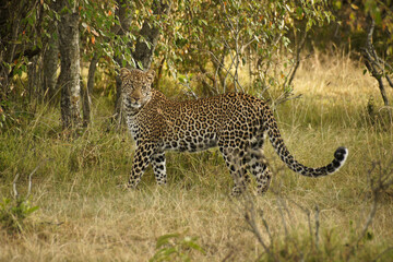 Beautiful young leopard in bush, Masai Mara Game Reserve, Kenya