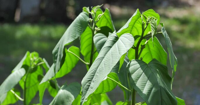 fresh green leaves of trees blown by the wind, withered leaves, nature