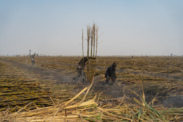 Los campesinos están cortando las últimas plantas de caña de azúcar.