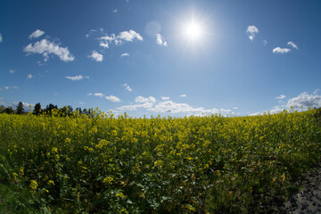 満開のナノハナ畑と青空
