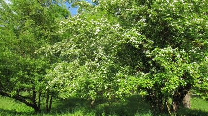 A tree with leaves and white flowers