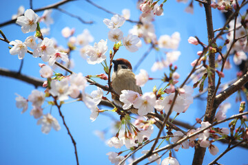 桜とスズメ