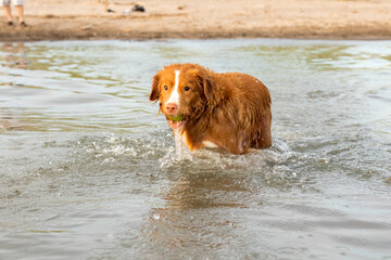 Nova Scotia Duck Tolling Retriever dog at beach, in water, with a ball in his mouth. Water dripping...