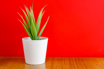 green flower in a white pot on a red background