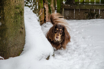 Long hair chocolate cream dachshund