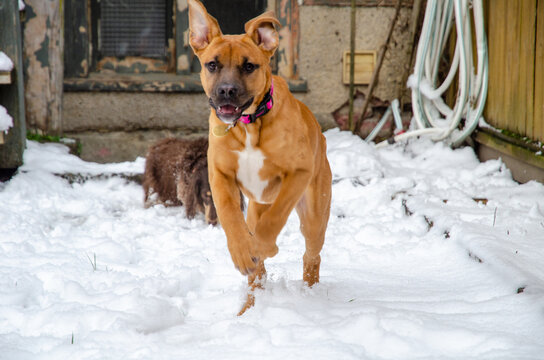 Dog Running In The Yard