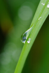 ６月の梅雨の時期、昨日までの雨が上がり久しぶりの晴れ間。葉っぱに残る雫をマクロレンズでクルーズアップ撮影。みずみずしい