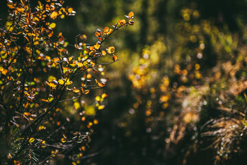 Golden leaves in sunshine on background of autumn forest bokeh. Minimalist nature backdrop with sunlit yellow foliage in fall time. Scenic minimalism in autumn colors. Orange leaves in fall colors.