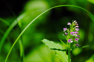 野に咲く美しい紫の花