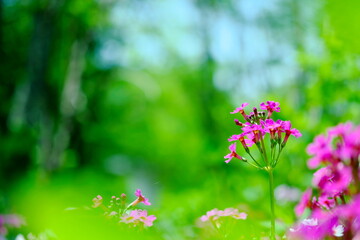 森で咲く美しい花
