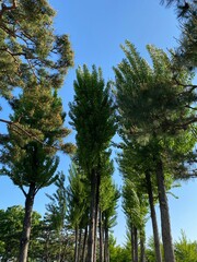 pine tree forest