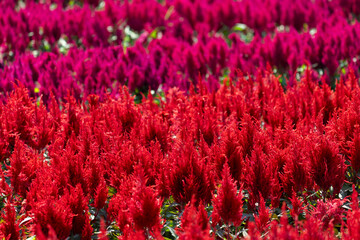 red and magenta celosia flower field background, colorful garden