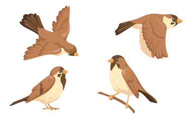 Sparrow character vector illustrations set. Small bird with brown feathers sitting on tree branch and flying isolated on white background. Nature, wild animals, ornithology concept