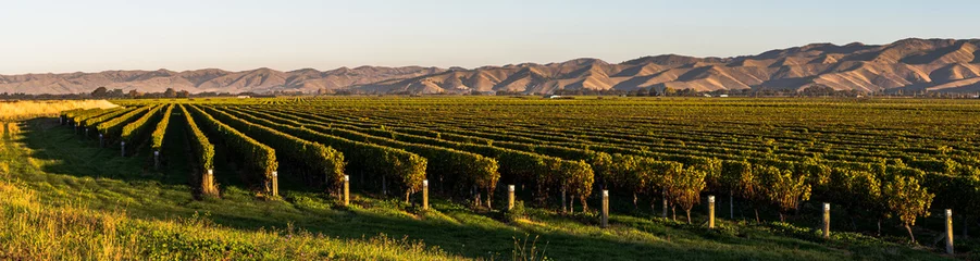 Fotobehang panorama van wijngaard © SWOF.ph