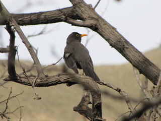 Bird In Tree Natural Day Landscape