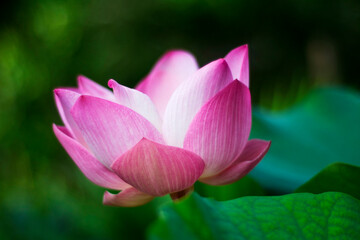 Obraz premium Pink lotus is a beautiful in the pond at morning.