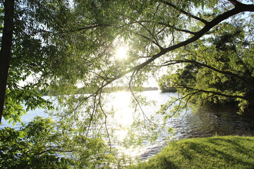 sun rays in the forest