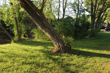 trees in the park