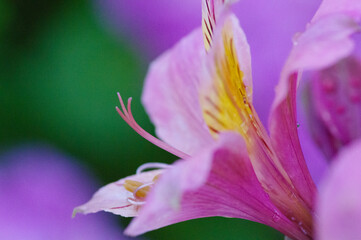 Fototapeta na wymiar 花壇に咲くアルストラルメリア。ピンクの存在感のある色鮮やかな花びらを持つ初夏の花。花言葉は「持続」「エキゾチック」「気配り」