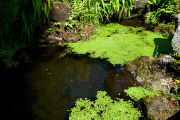 【山梨】忍野八海