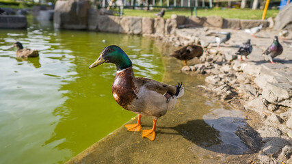 Pato silvestre
