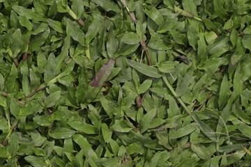carabao grass