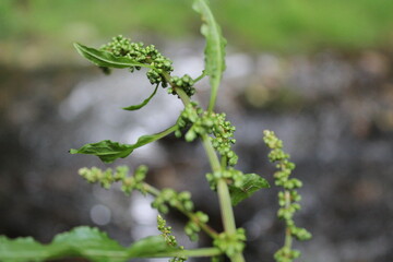 plant on a branch